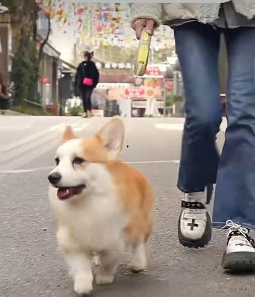 大狗最新爆料图片大全视频,图片大全视频揭秘,精彩瞬间一网打尽